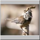 Parus Cristatus - Haubenmeise 03.jpg